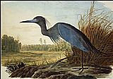 John James Audubon Famous Paintings - Little Blue Heron